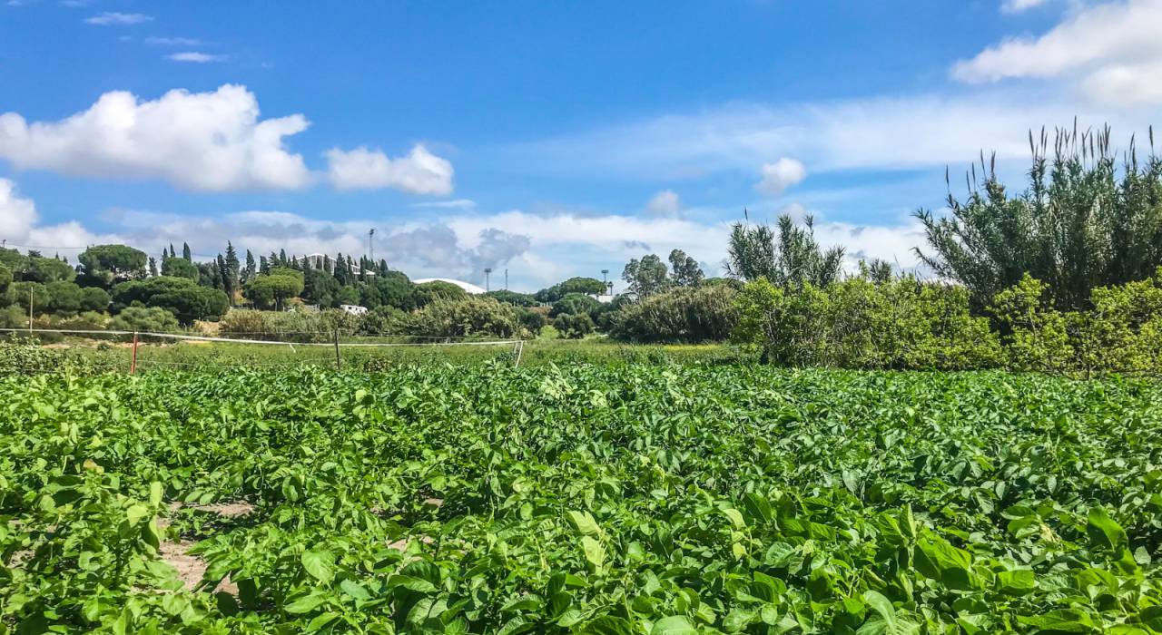 Salg - Chalet - Vejer de la Frontera - El Soto