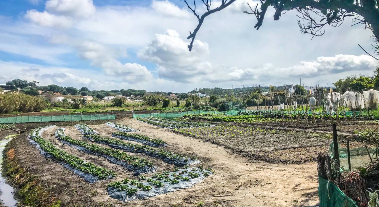 Vente - Chalet - Vejer de la Frontera - El Soto