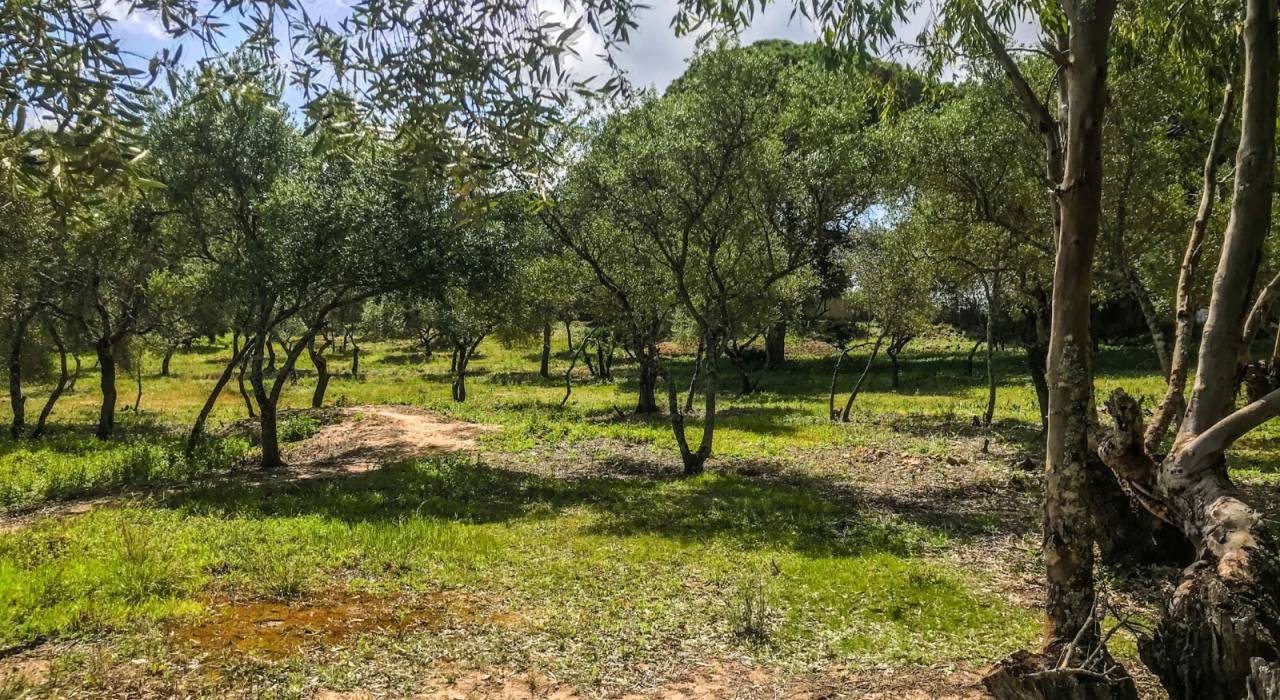 Wtórny - Chalet - Vejer de la Frontera - El Soto