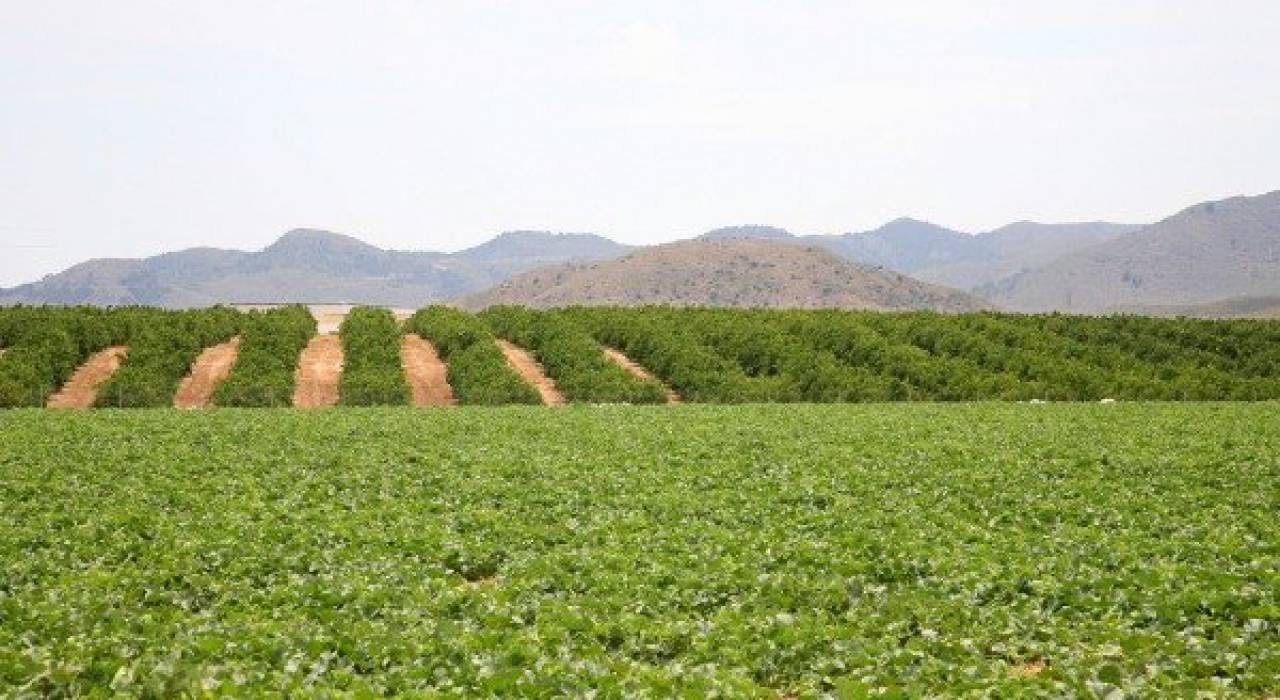 Новостройка - Таунхаус - Fuente Álamo de Murcia - Las Palas