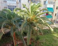 Sale - Apartment/Flat - Alicante