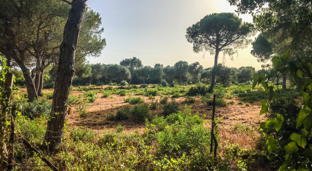 Salg - Plott - Vejer de la Frontera - La Muela