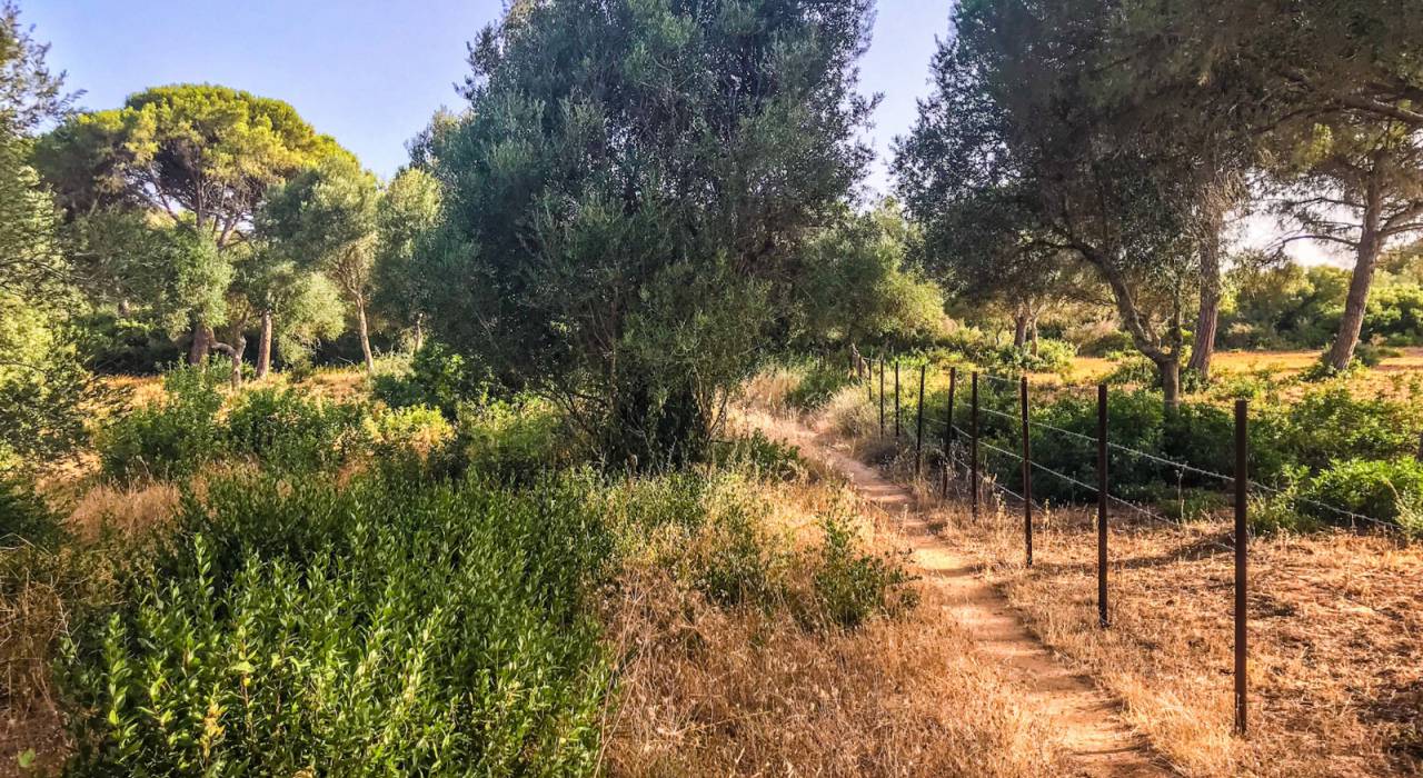 Vente - Terrain - Vejer de la Frontera - La Muela