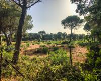 Verkauf - Handlung - Vejer de la Frontera - La Muela