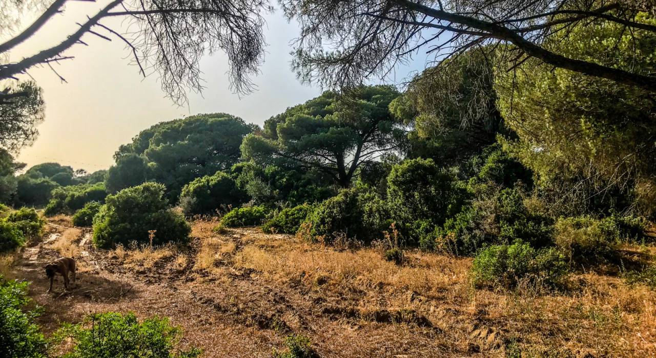 Verkauf - Handlung - Vejer de la Frontera - La Muela